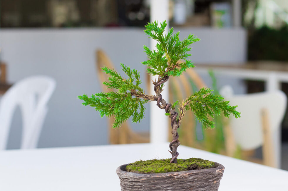 How to Shape Bonsai Using Bonsai Wire? Hooked on Bonsai