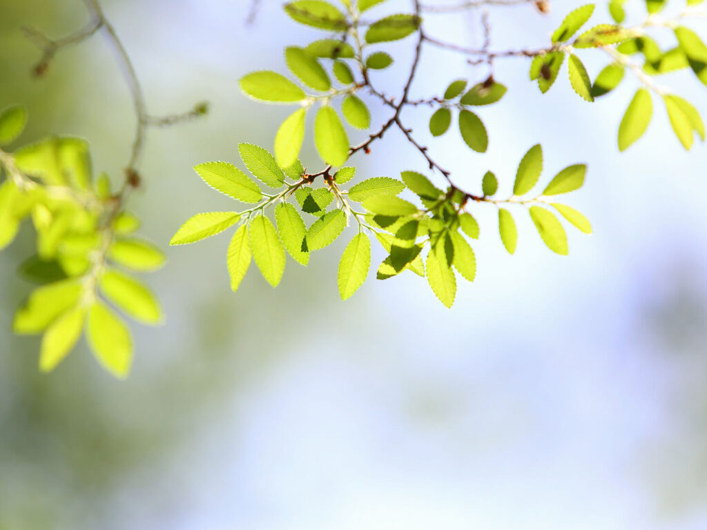 green leaves of a Chinese elm tree