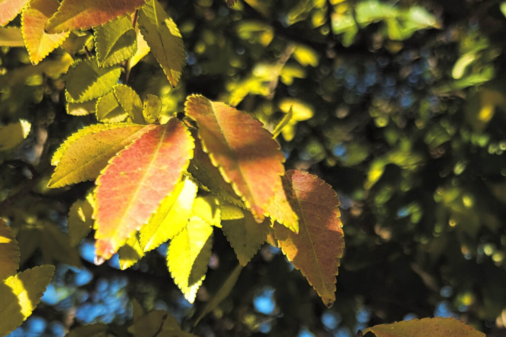 yellow leaves of a Chinese elm tree