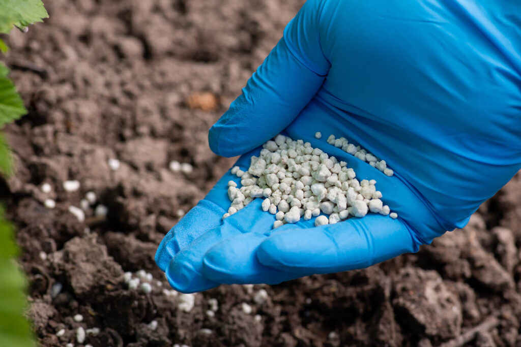 A Comprehensive Chinese Elm Bonsai Care Guide Hooked on Bonsai