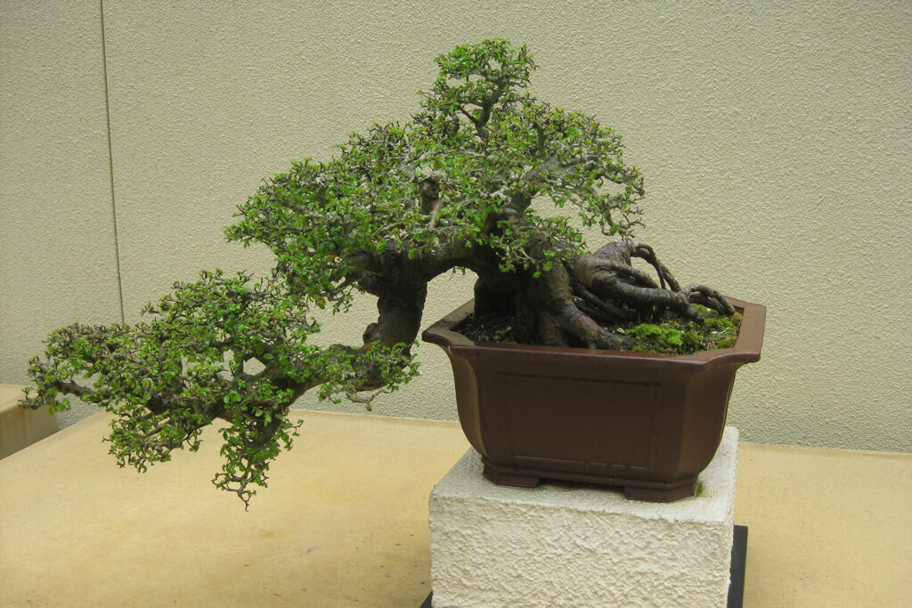 styling a Chinese elm species