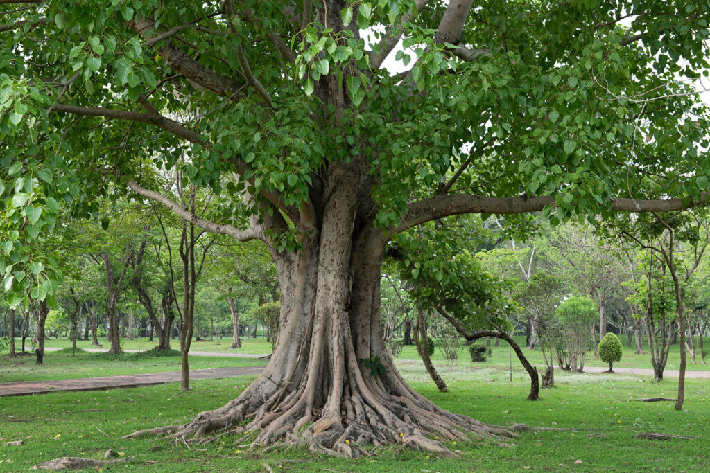 Ficus tree in it's natural habitat