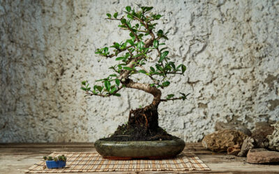 A Comprehensive Care Guide for Ficus Bonsai