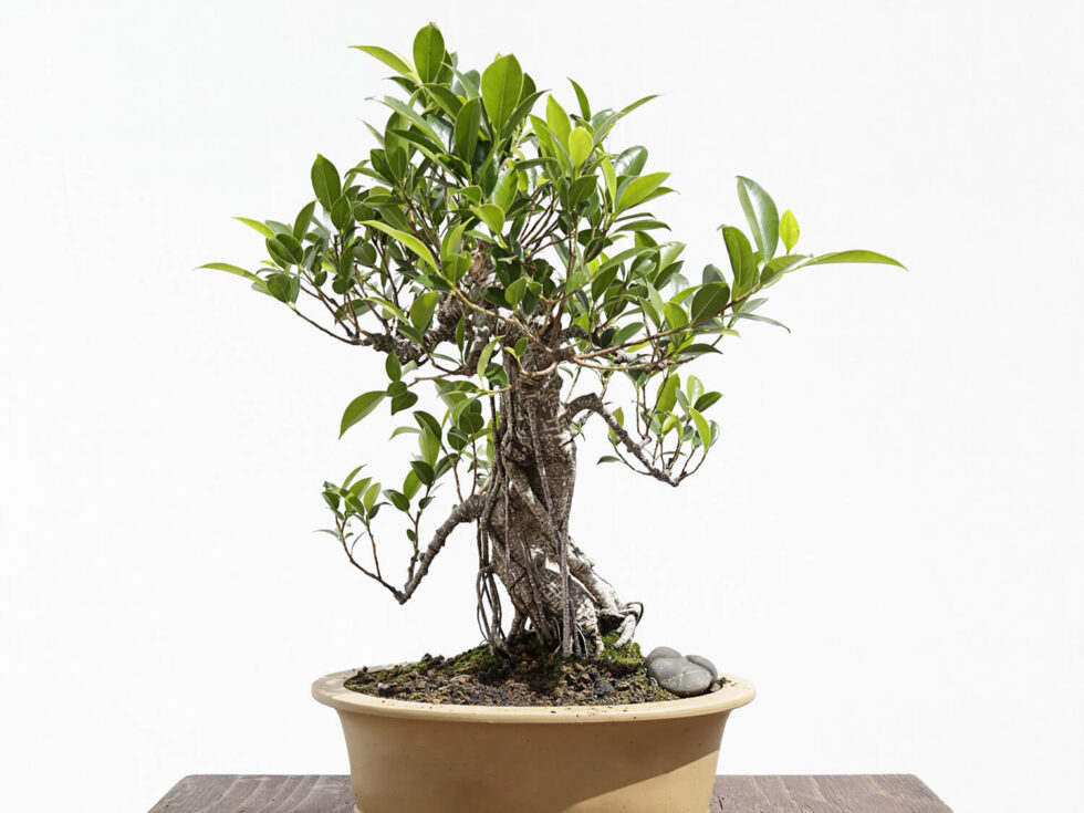 A Comprehensive Care Guide for Ficus Bonsai Hooked on Bonsai