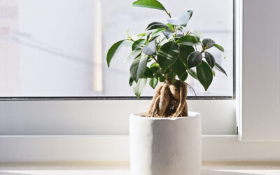 How to Grow & Care for an Indoor Bonsai Tree?