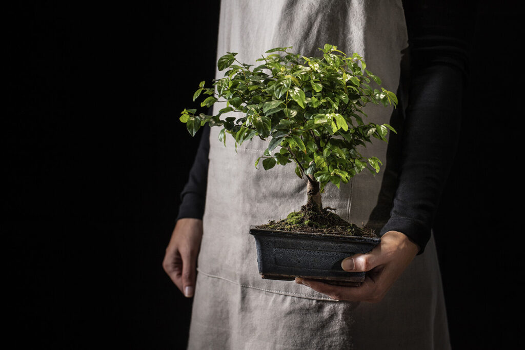 How To Grow Care For An Indoor Bonsai Tree Hooked On Bonsai