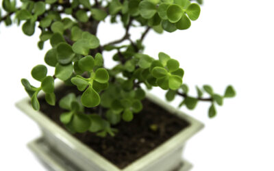 An Extensive Care Guide for Jade Bonsai Tree