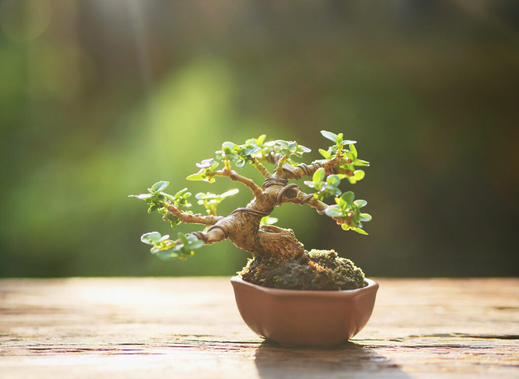 jade plant bonsai