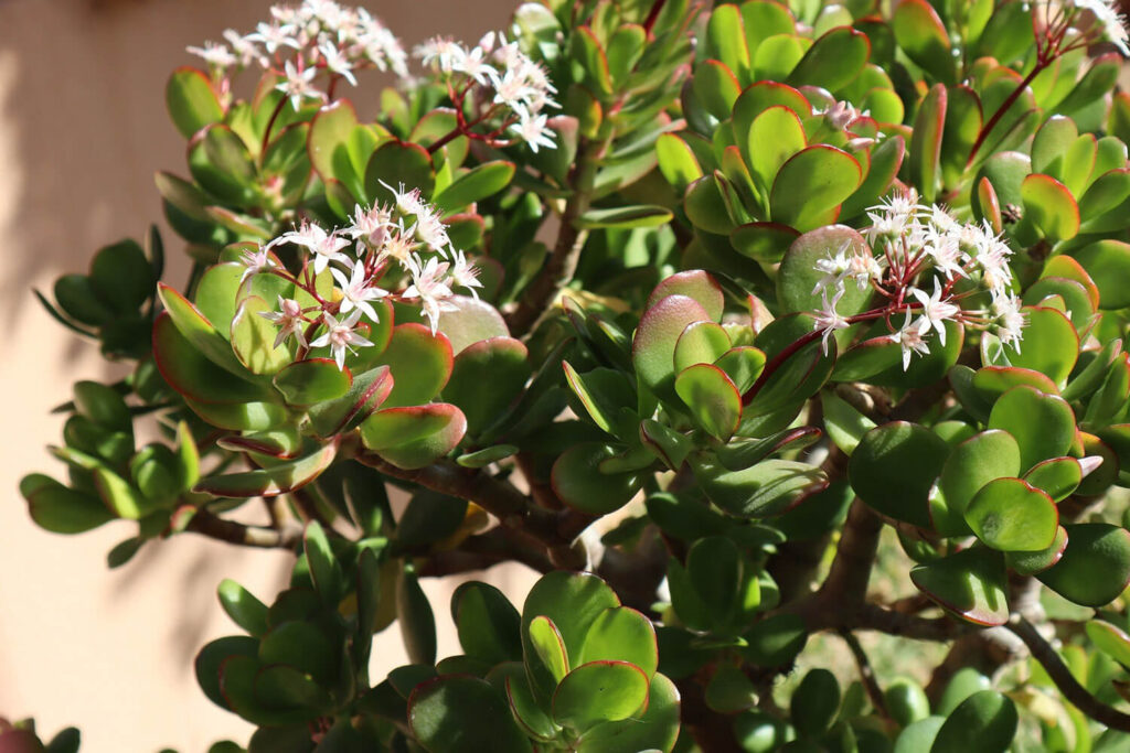 clusters of white flowers on a jade tree