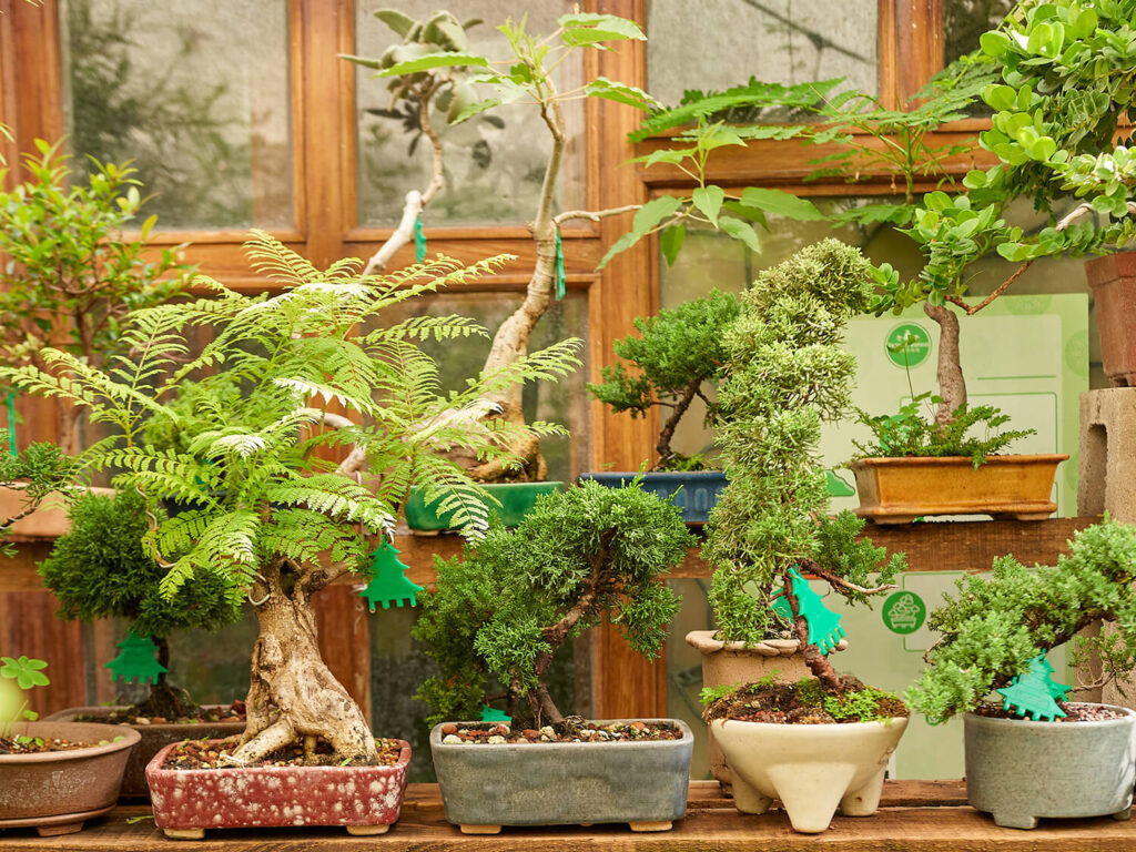 How to Grow & Care for an Outdoor Bonsai Tree? - Hooked on Bonsai