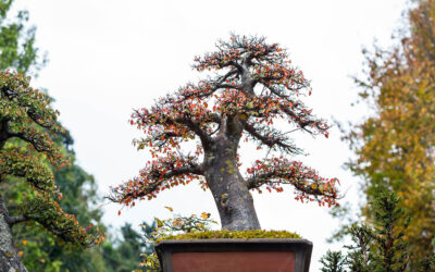 How to Grow & Care for an Outdoor Bonsai Tree?
