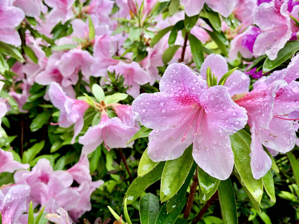 A Complete Azalea Bonsai Tree Care Guide Hooked on Bonsai