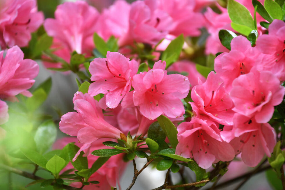 A Complete Azalea Bonsai Tree Care Guide Hooked on Bonsai