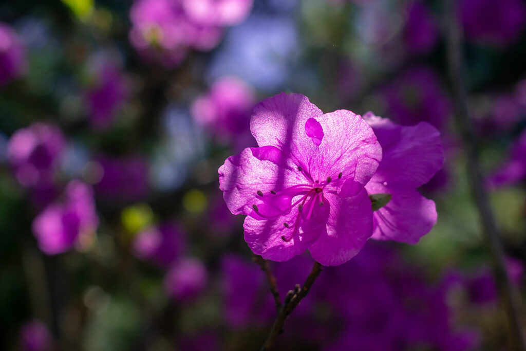 A Complete Azalea Bonsai Tree Care Guide Hooked on Bonsai