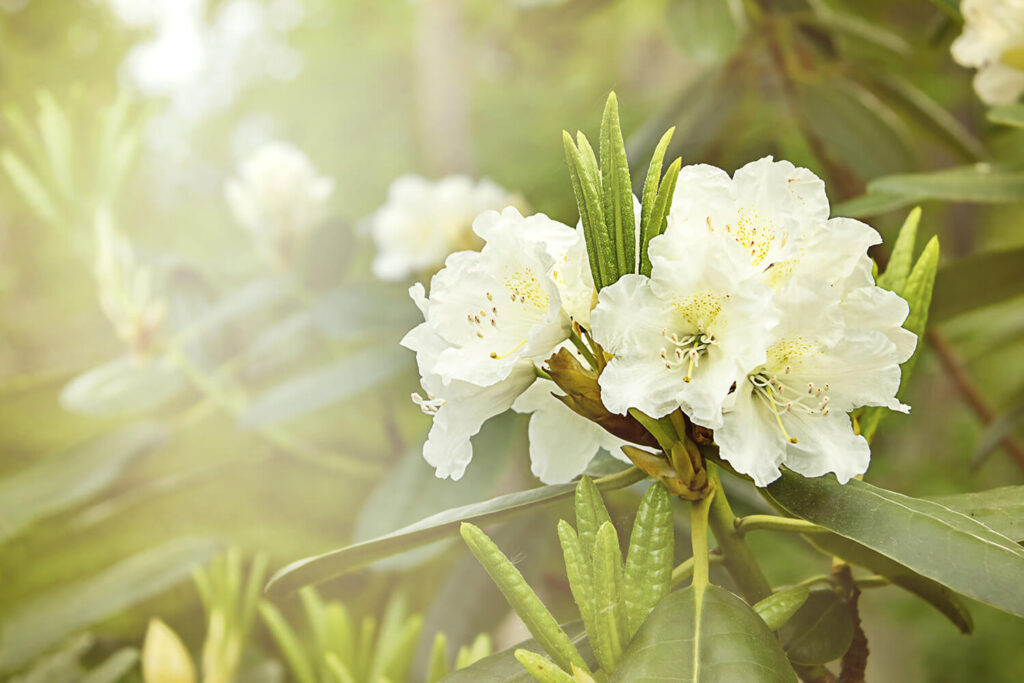 Azalea white flower