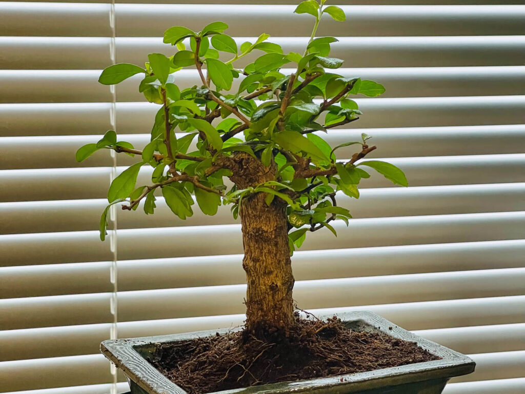 Fukien tea trees as indoor bonsai