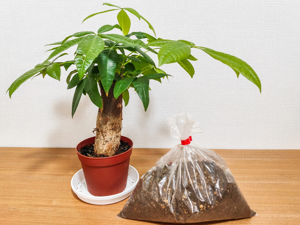 A Comprehensive Money Tree Bonsai Care Guide Hooked on Bonsai