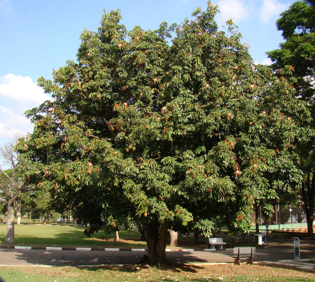 money tree or pachira aquatica in natue