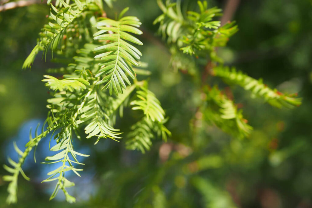 green needle-like leaves of redwood trees