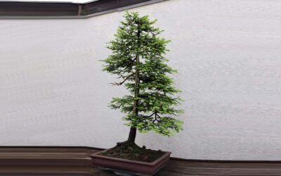 An Extensive Care Guide for Redwood Bonsai