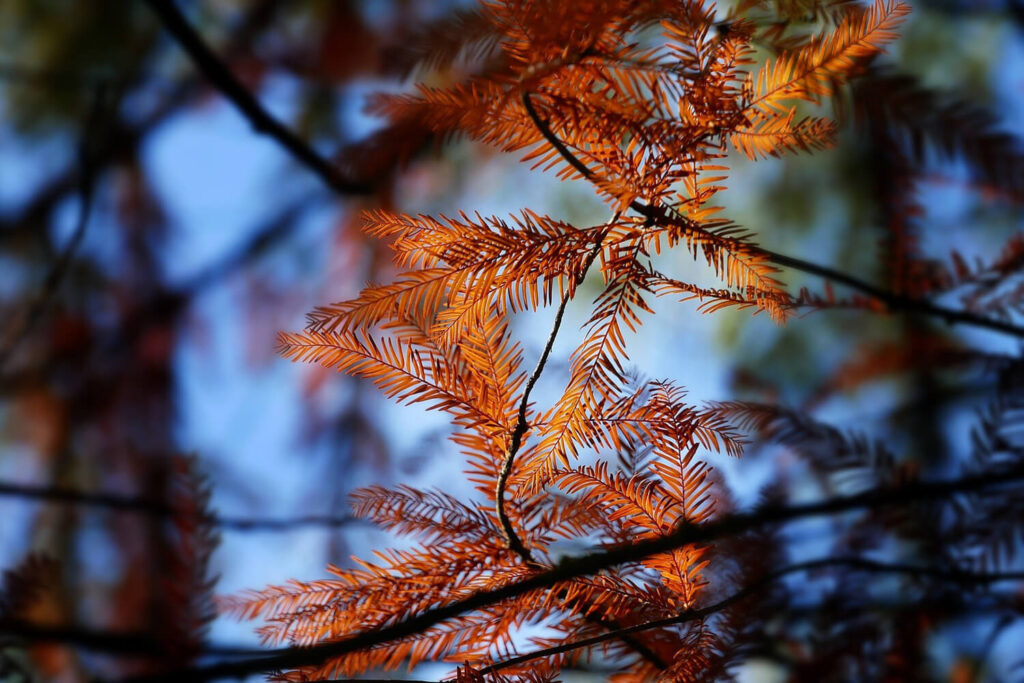 orange leaves of deciduous redwoods in the fall