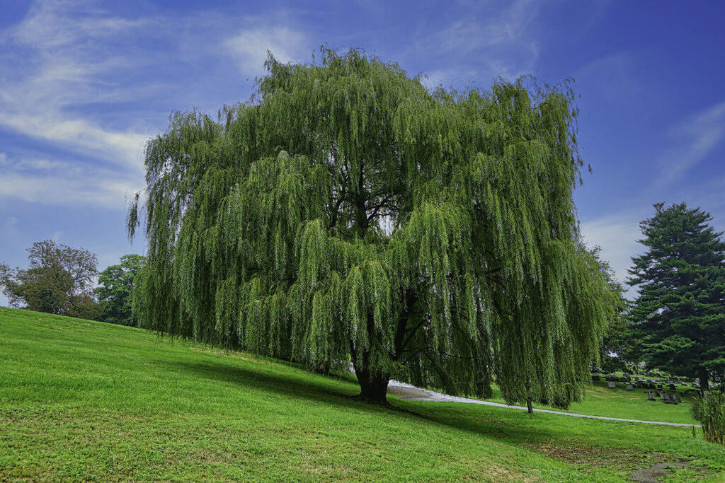 weeping willow tree in nature