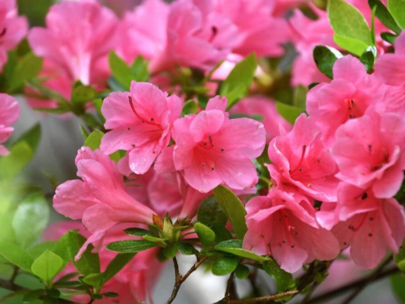 Azalea pink flower