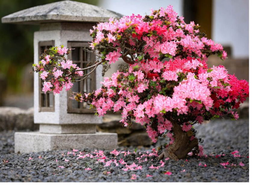 hard pruning satsuki azalea bonsai