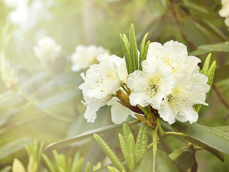 Azalea white flower