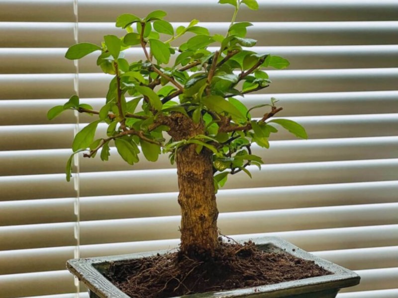 Fukien tea trees as indoor bonsai