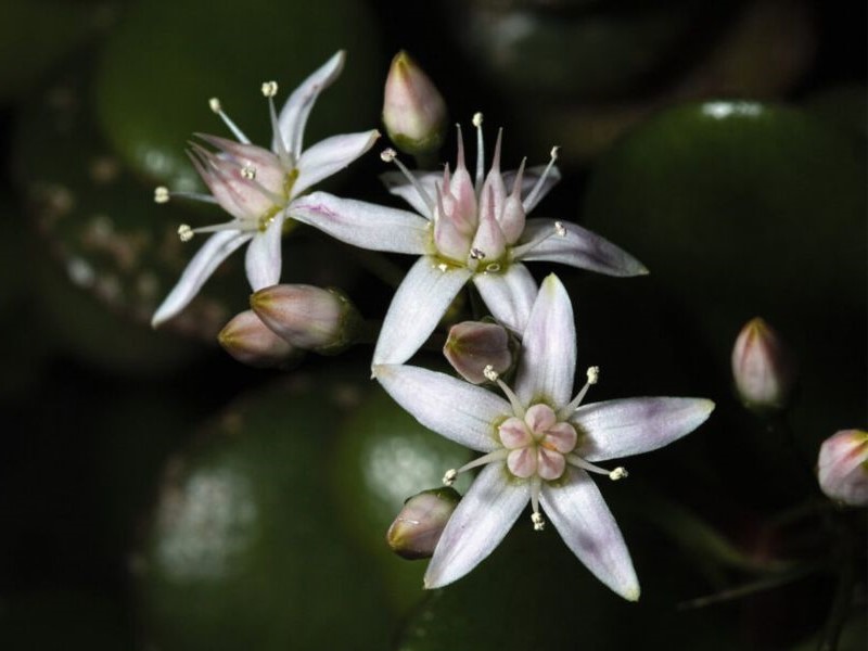 white flowers of jade plants