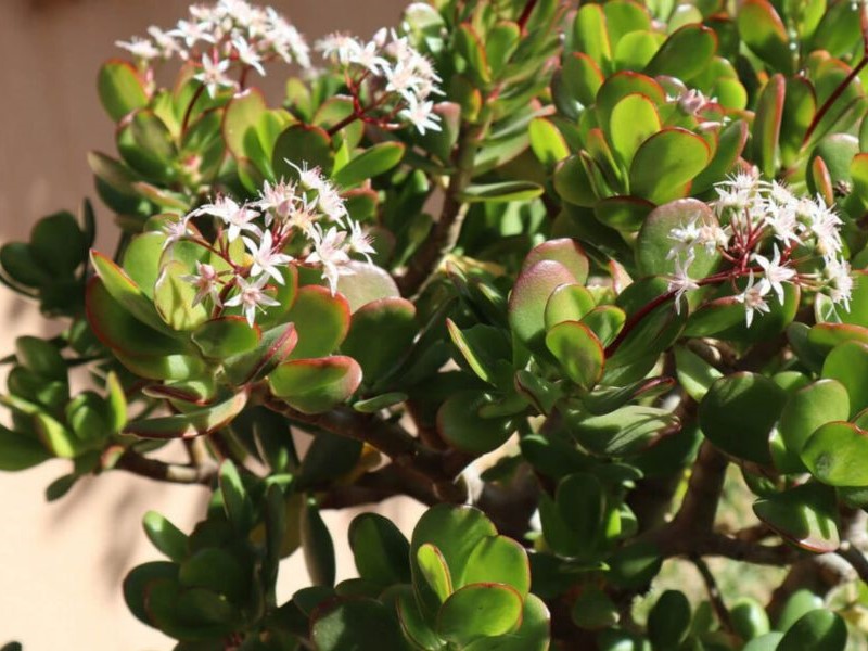 Clusters of white blossoms on a jade plant: