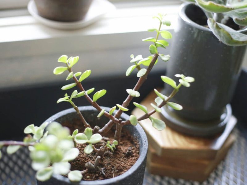 where to place a jade bonsai tree