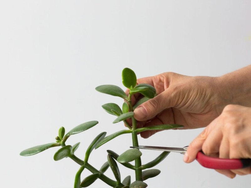 pruning a bonsai jade tree