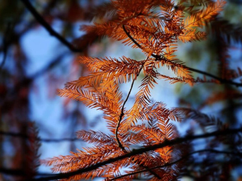 orange leaves of deciduous redwoods in the fall