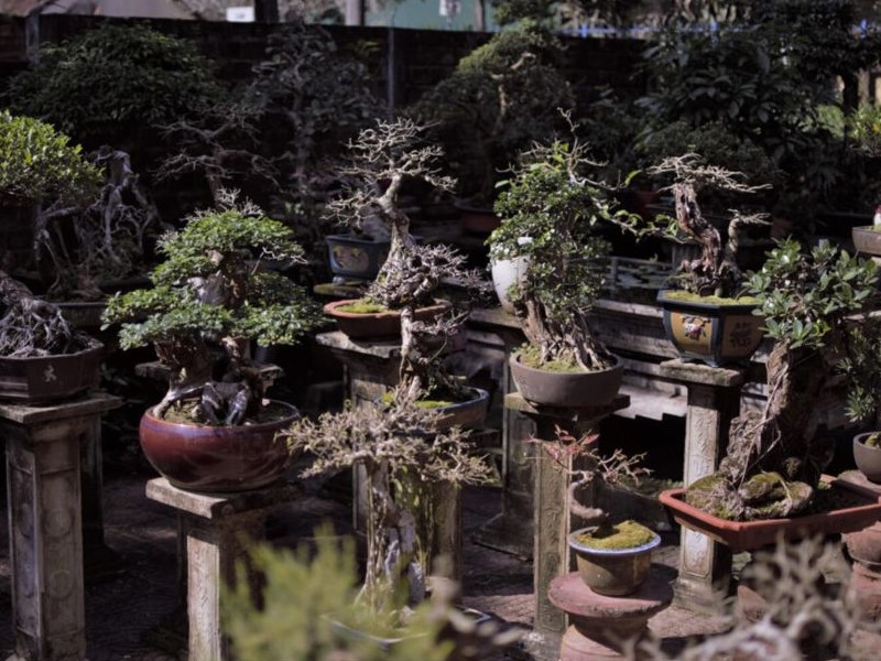 placing dawn or coast redwood bonsai trees in full sun