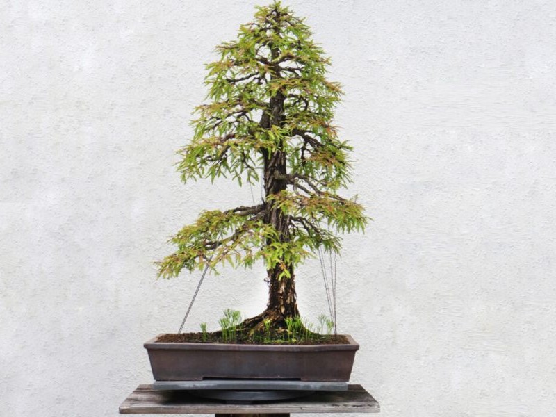 wiring coast or dawn redwood bonsai trees