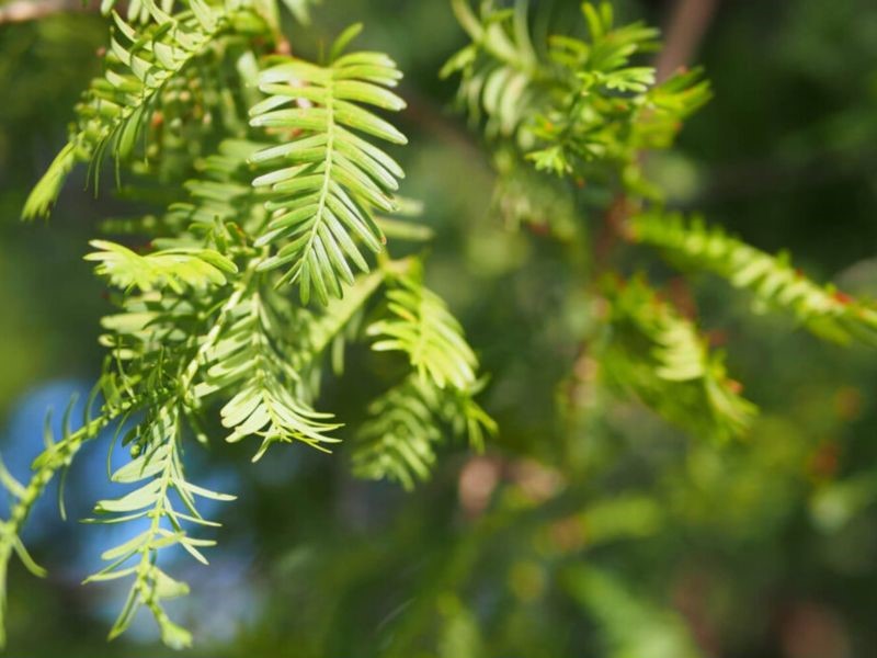 green needle-like leaves of redwood trees