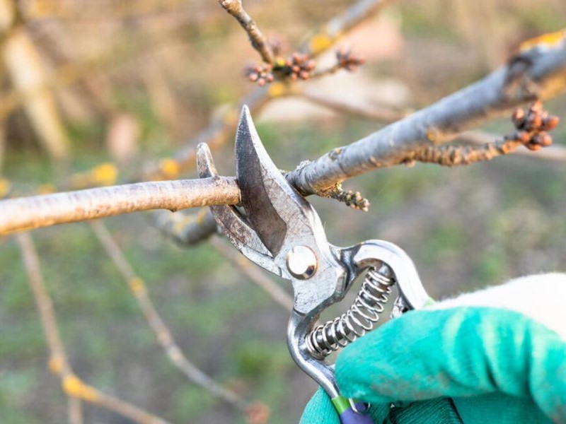 pruning weeping willow tree