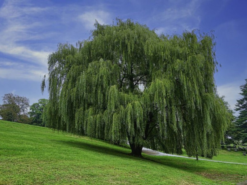 weeping willow tree in nature