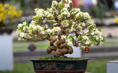 What Is the Definition and Meaning of Bonsai?
