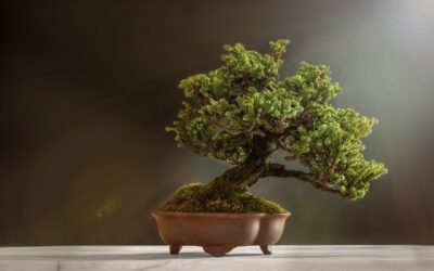 How to Care for a Bonsai Tree