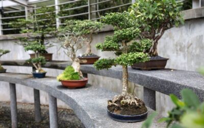 Your Guide to Bonsai Tree Species