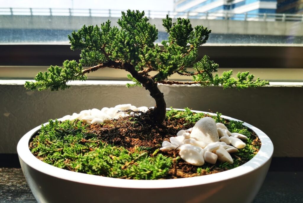 art of bonsai