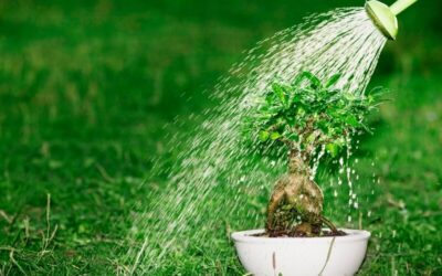 How to Water a Bonsai Tree – Beginners’ Hydratation Guide