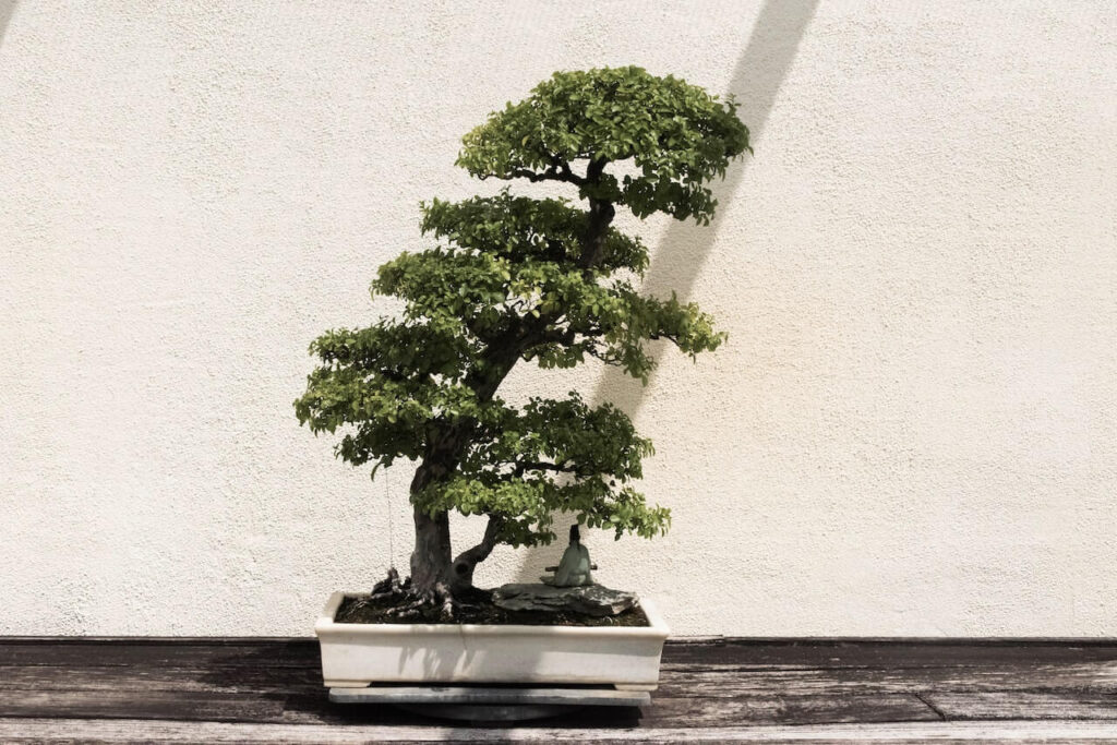 large bonsai tree