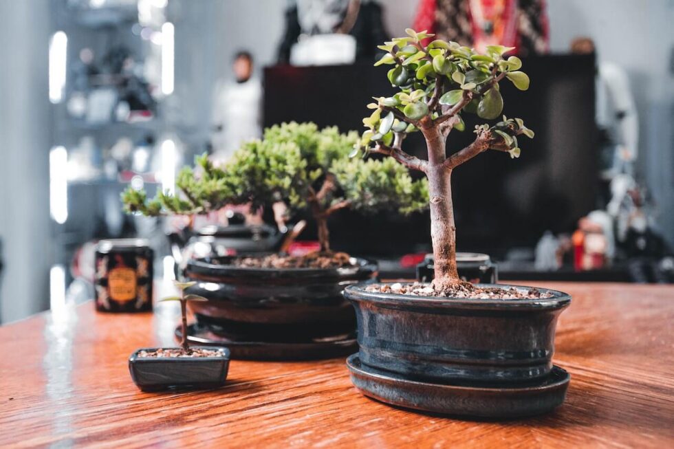 How to Water a Bonsai Tree Full Guide Hooked on Bonsai