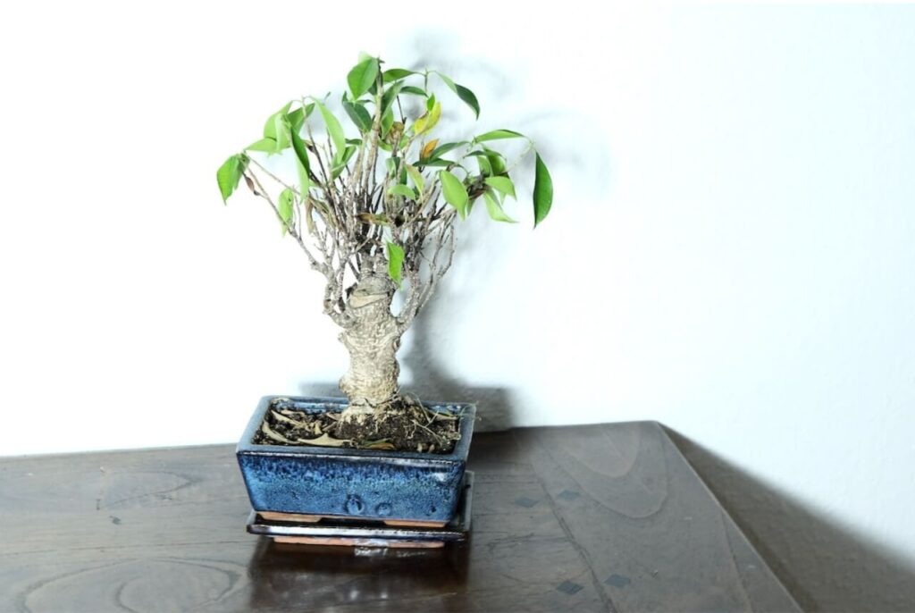 water your bonsai properly