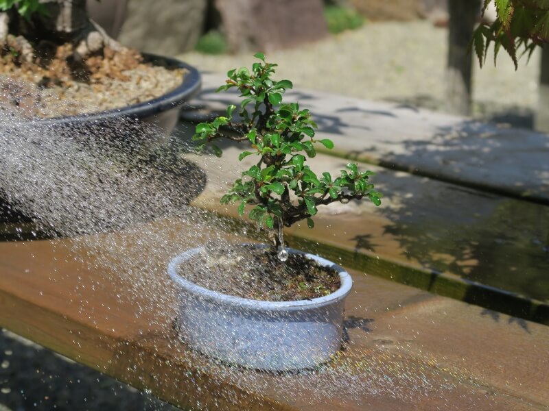 How Often and How To Water a Bonsai Tree Properly – Soaking to Sipping