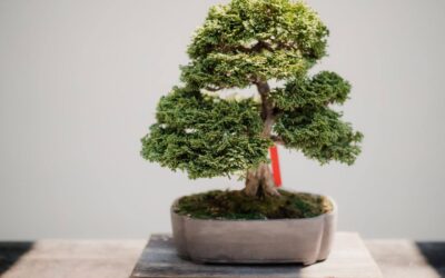 5 Best Bonsai Trees for Beginners